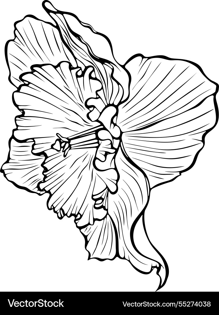 Daffodil blooming flower side view line art Vector Image