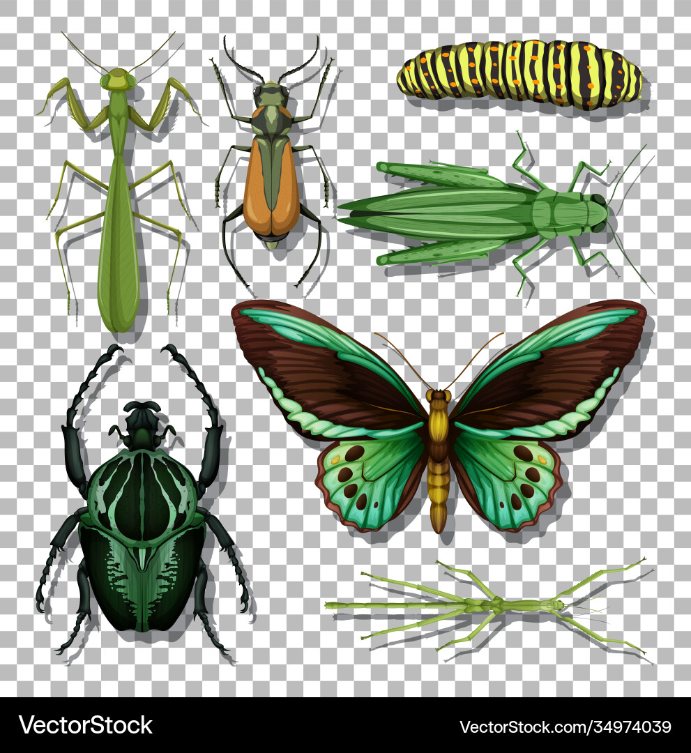 Set different insects on transparent background Set different insects on transparent background Vector Image