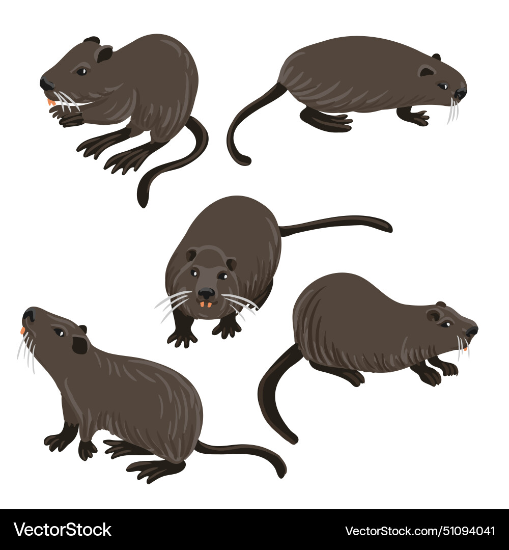 Drawing nutria coypu Royalty Free Vector Image