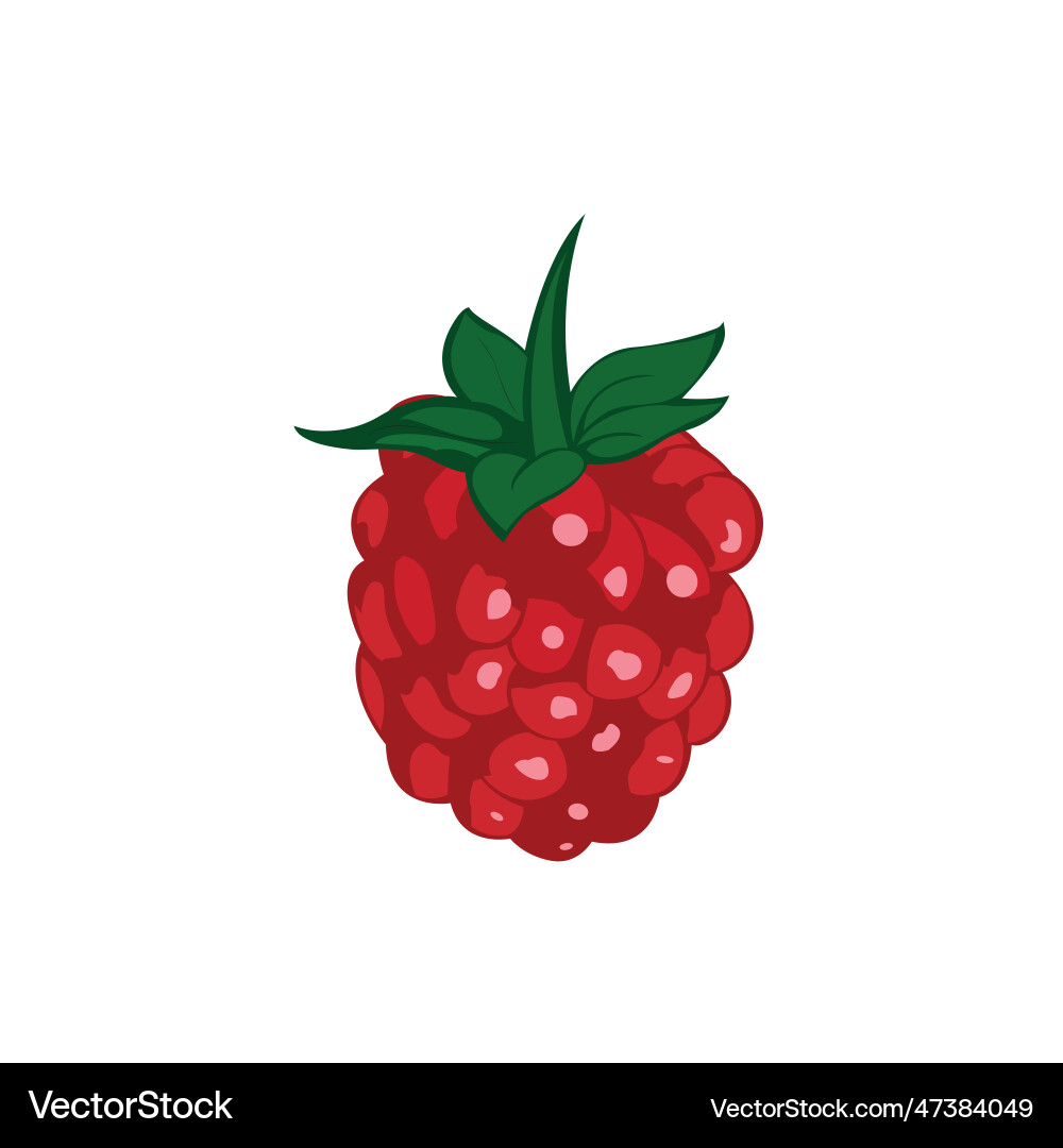 Raspberry with leaf icon Vector Image