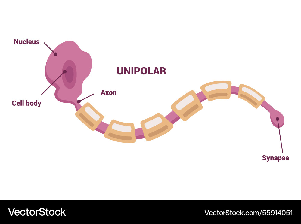 Neuron network and type of neurons an informative Neuron network and type of neurons an informative vector image