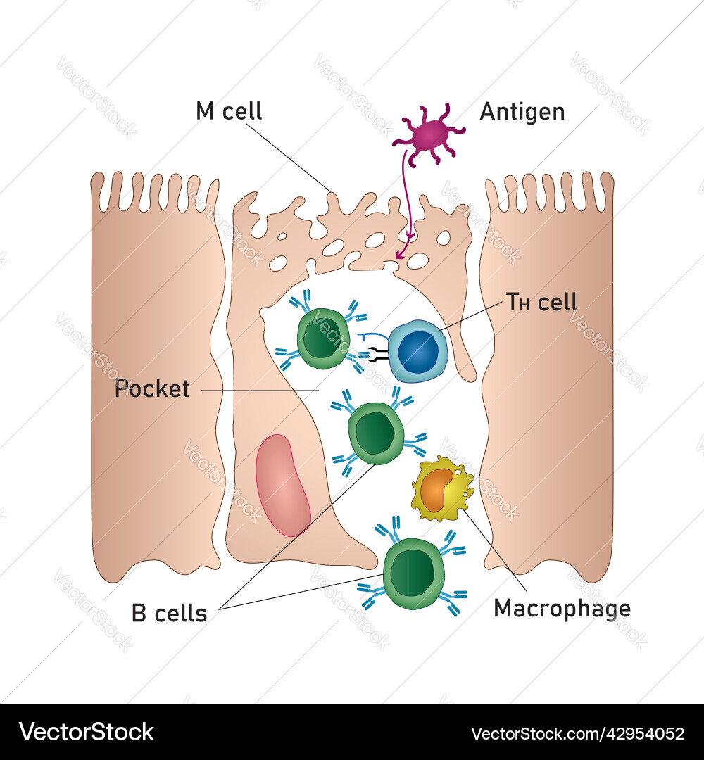 Mukosal Immunsystem Diagramm medizinische Mukosal Immunsystem Diagramm medizinische vektorbild