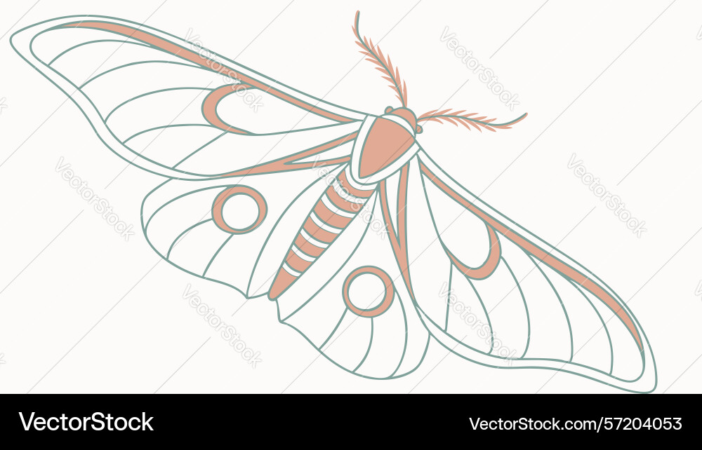 Elegant moth with intricate wing patterns Vector Image