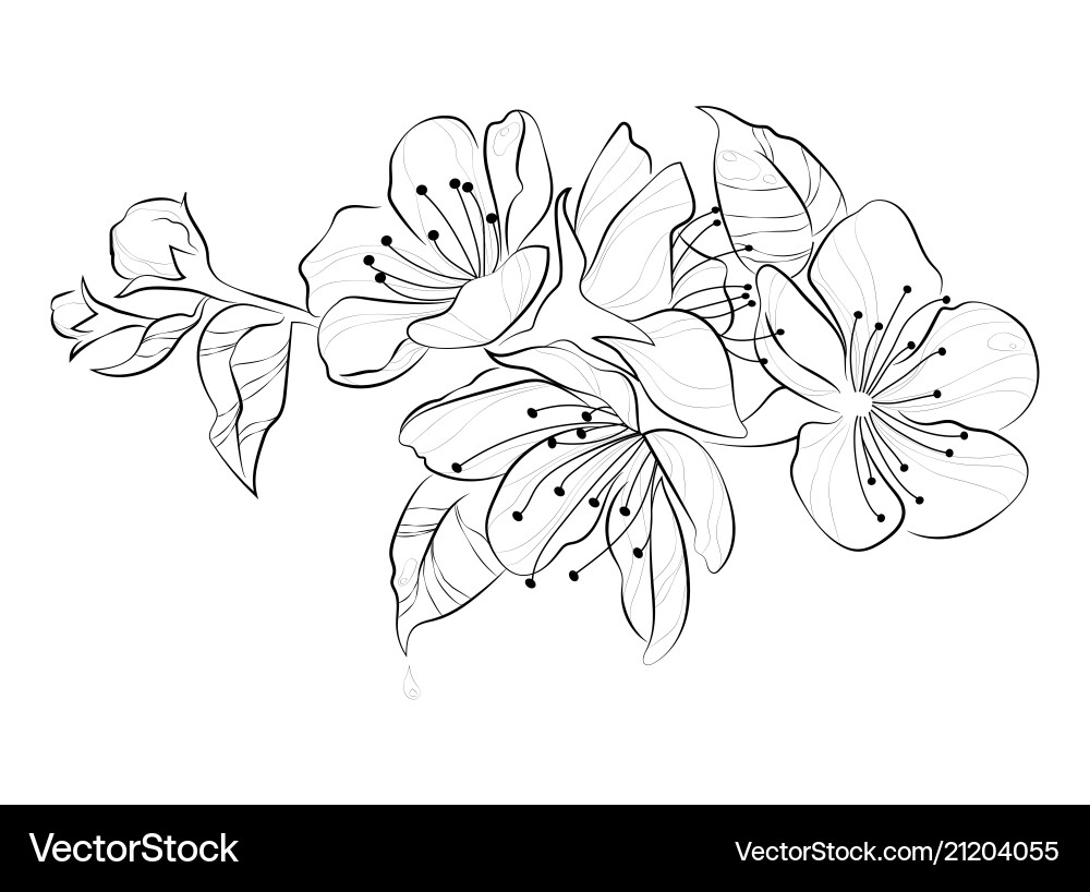 Sakura Blossom Branch Vector Image