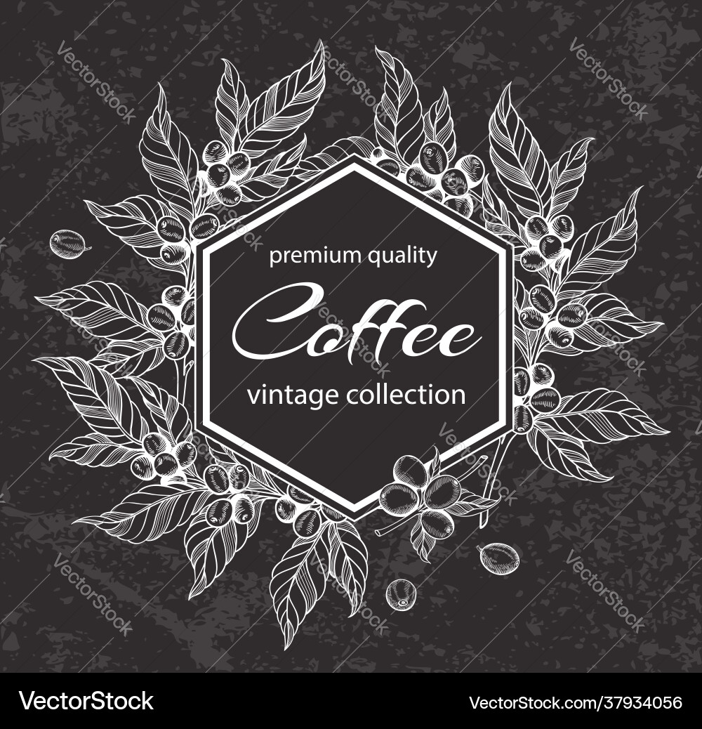 Vintage Kaffeepflanzen Kreidezeichnung Vintage Kaffeepflanzen Kreidezeichnung vektorbild
