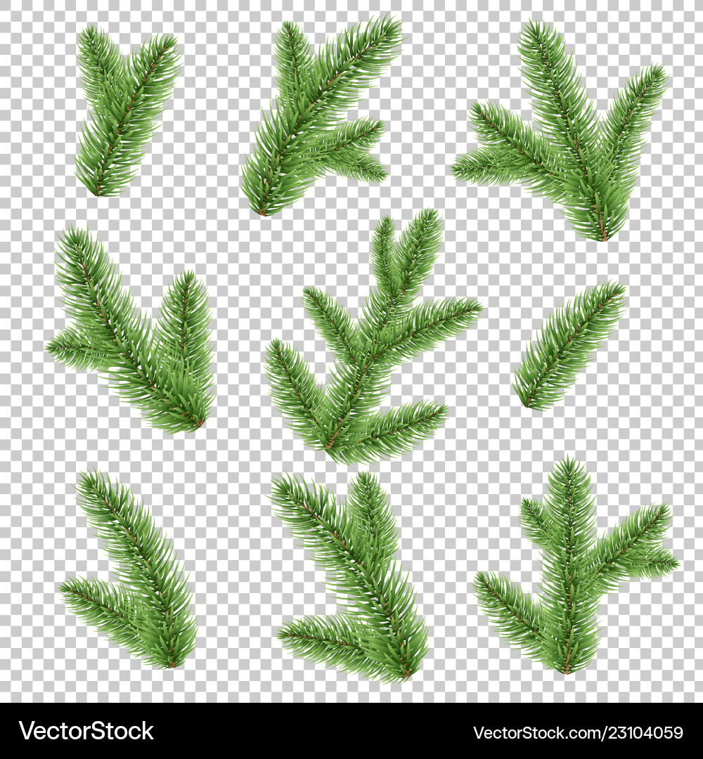 Fir-tree branch isolated transparent background Fir-tree branch isolated transparent background vector image