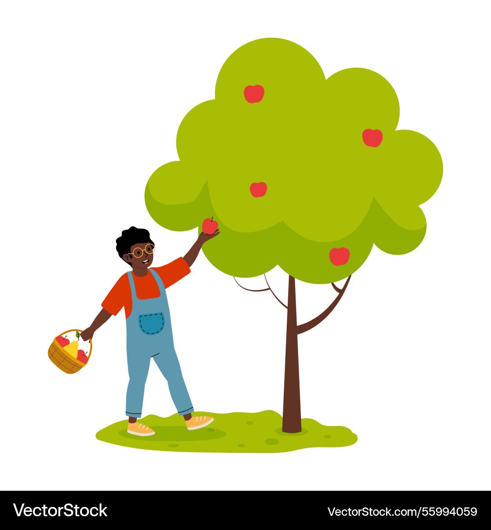Picking apples from a tree with basket Vector Image