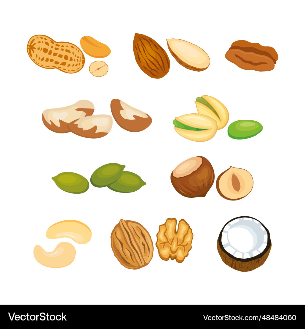 Different types of nuts icon set Vector Image