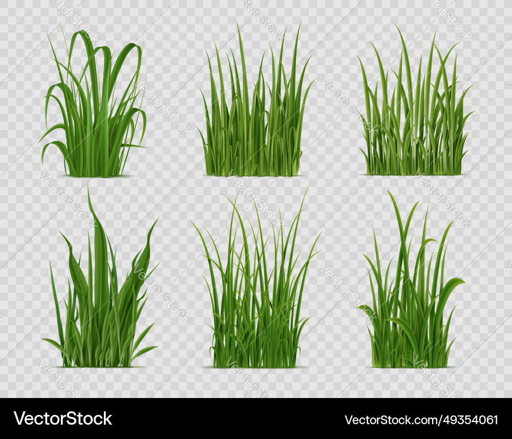 Realistic grass green field or lawn plants vector image