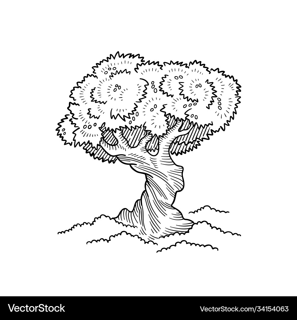 Olive Tree Sketch - Twisted Trunk Vector Image