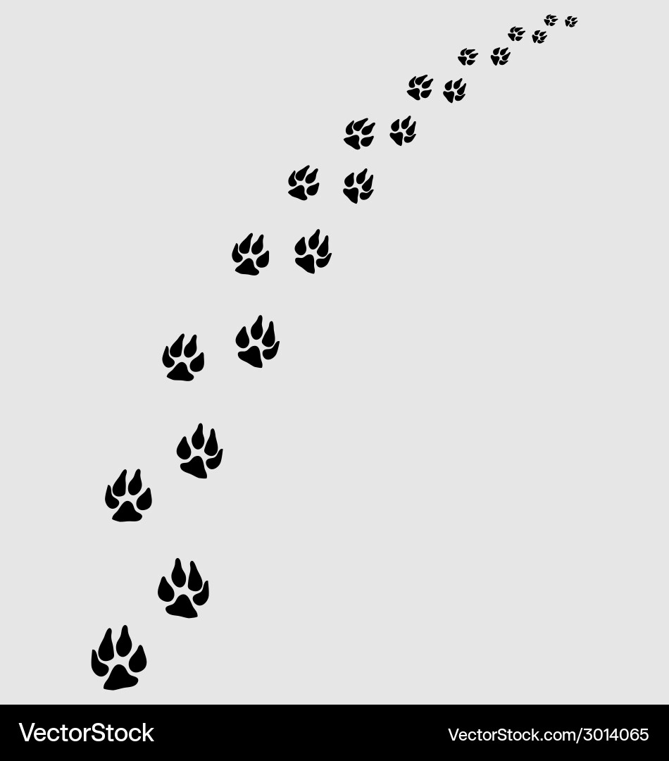 Dogs footprints vector image