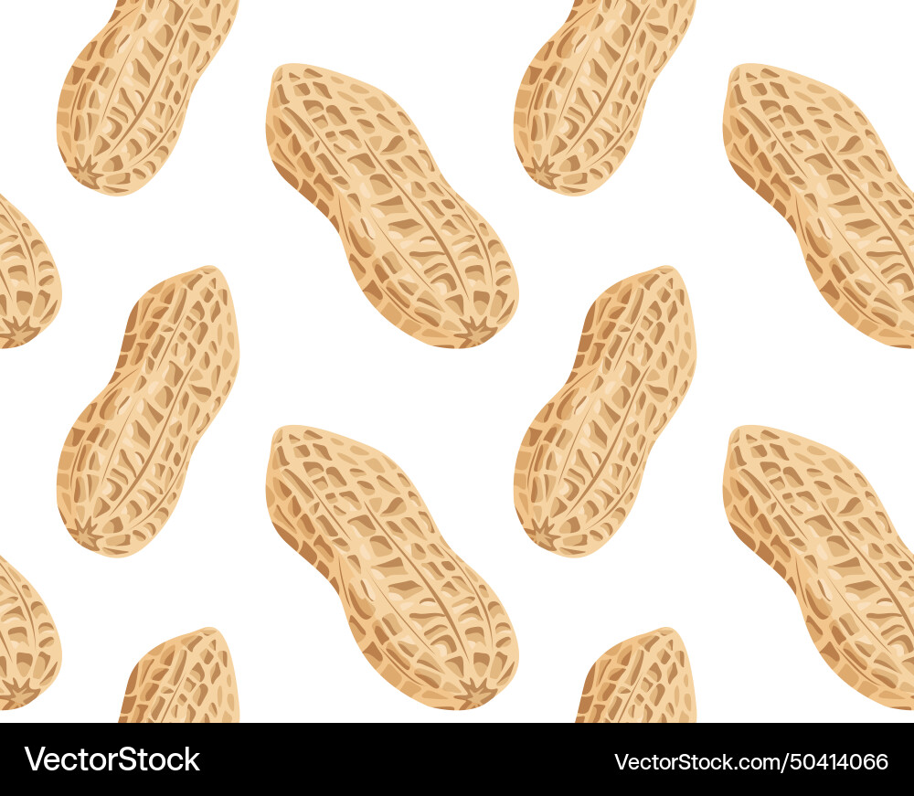 Peanut kernels in the shell from different angles vector image