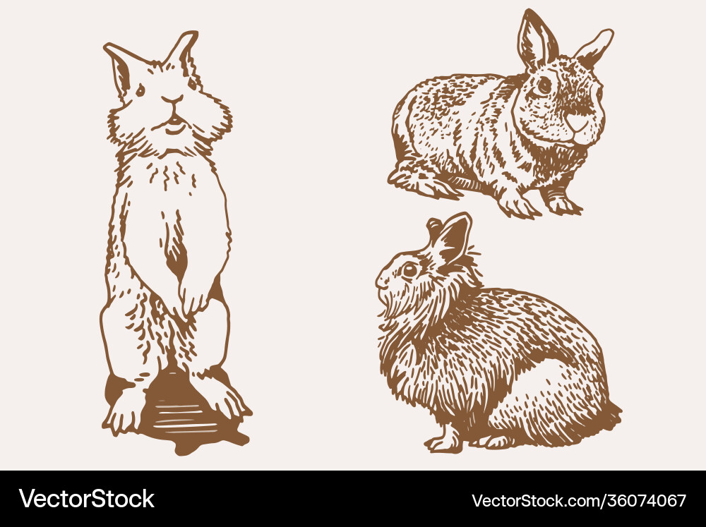 Graphical vintage set bunnies sepia Graphical vintage set bunnies sepia vector image
