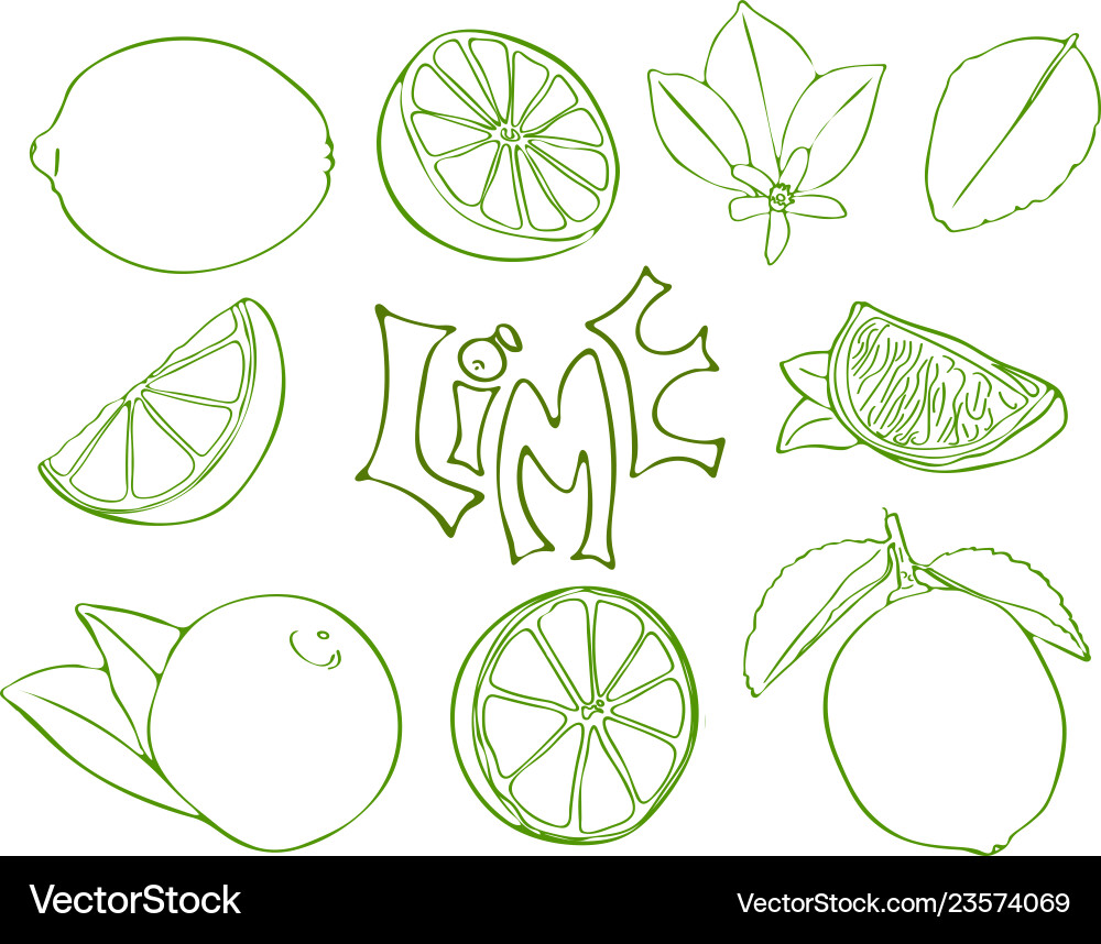 Set of lime symbols in sketch style Vector Image