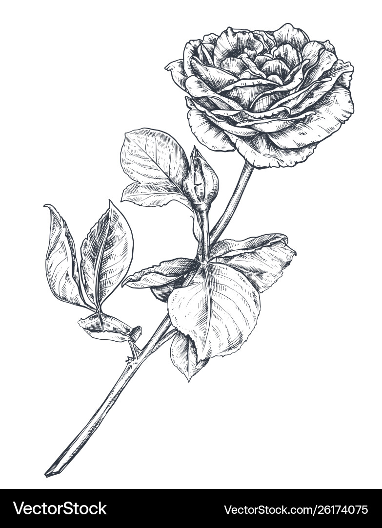 Hand drawn rose flowers branch isolated on white Hand drawn rose flowers branch isolated on white vector image
