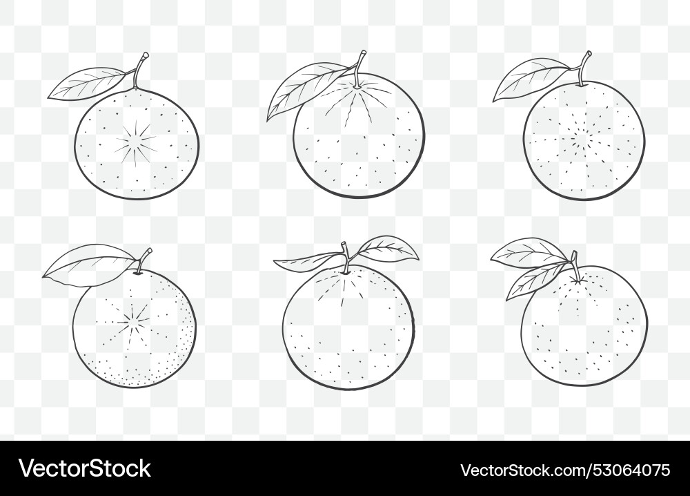 Print grapefruit line art set elegant citru Vector Image