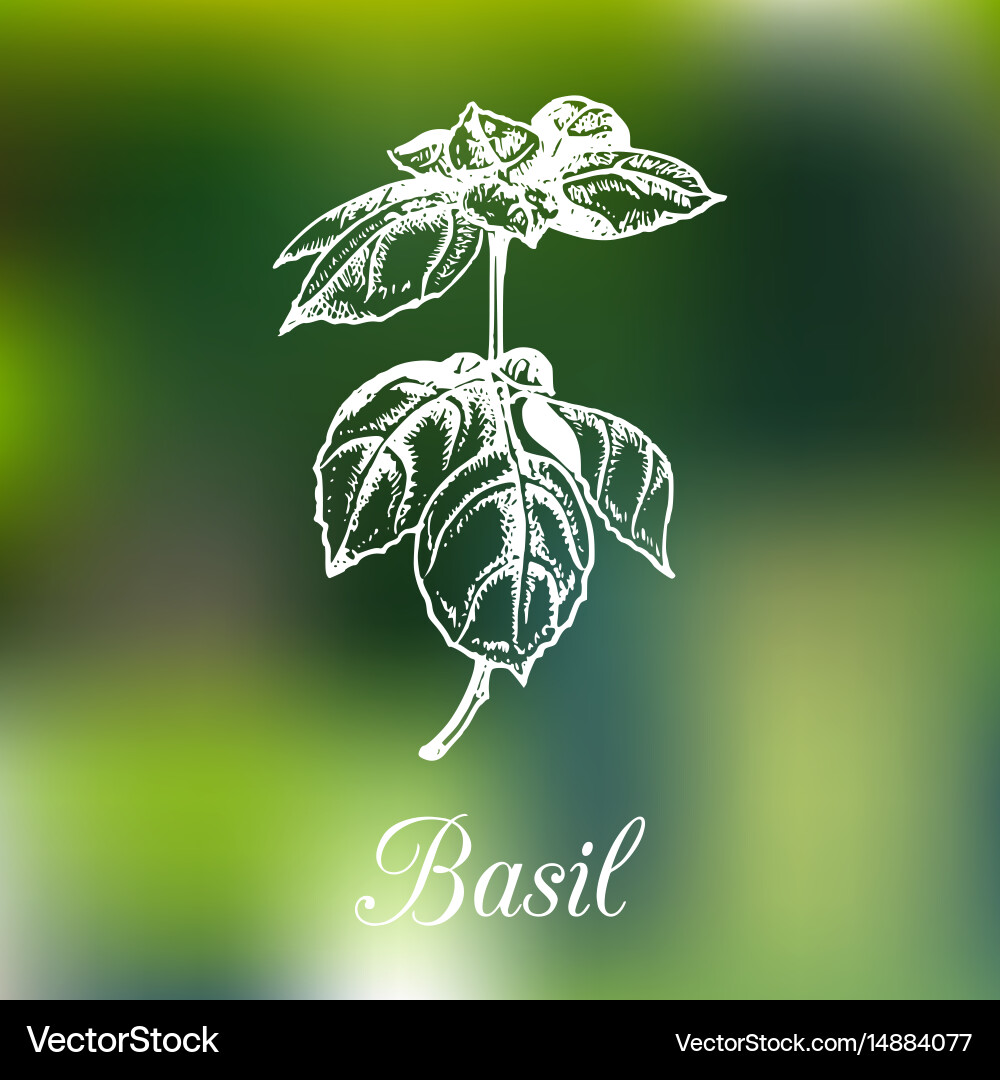 Basil branch on blur Vector Image