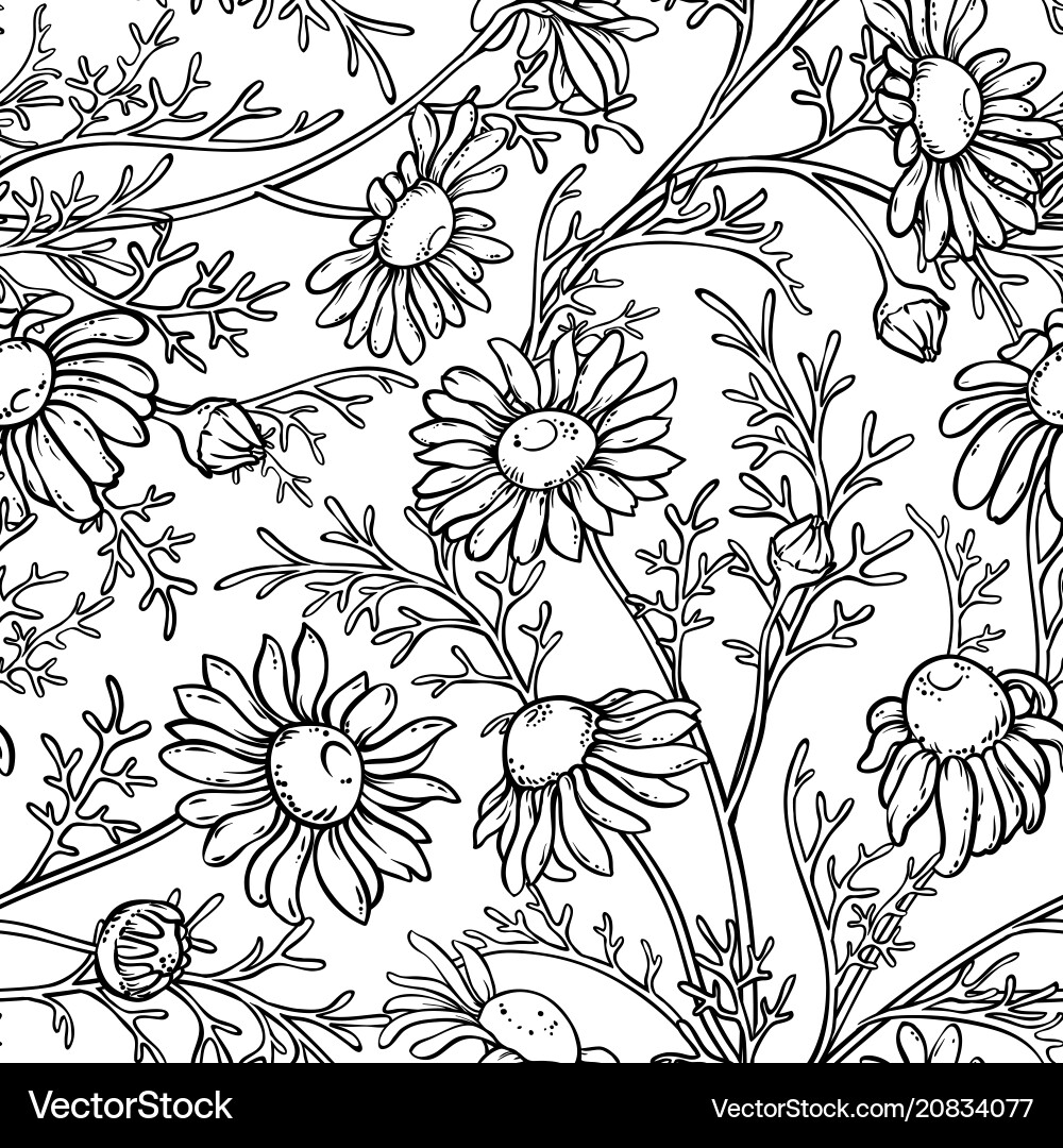 Chamomile seamless pattern Royalty Free Vector Image