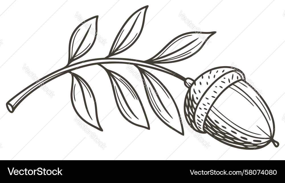 Rustic Acorn Branch with Foliage Vector Image