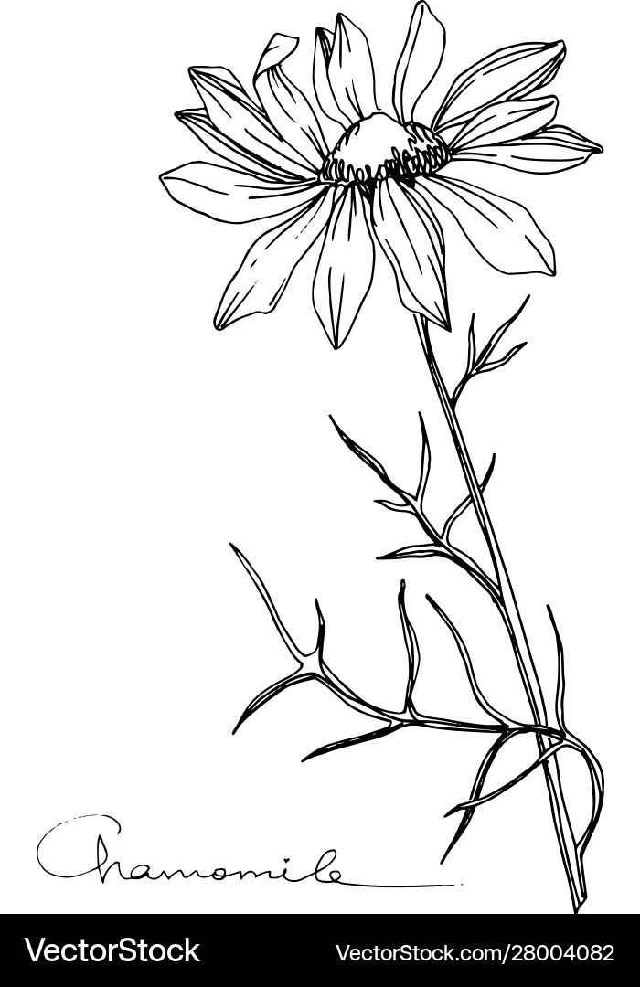 Chamomile floral botanical flower black Vector Image