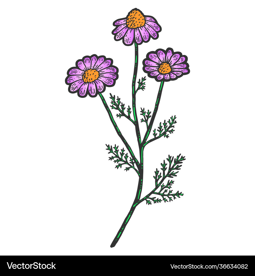 Pflanzen blooming Kamille isolierte Farbskizze Pflanzen blooming Kamille isolierte Farbskizze vektorbild