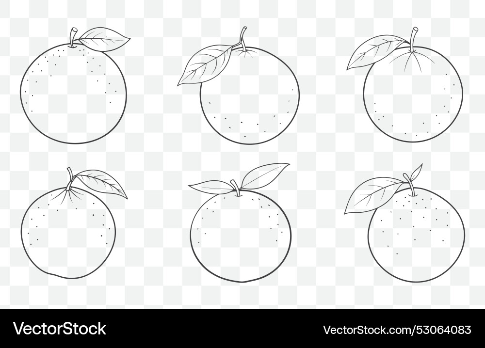 Print grapefruit line art set Vector Image