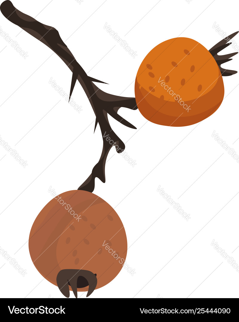 A small medlare tree or color Vector Image