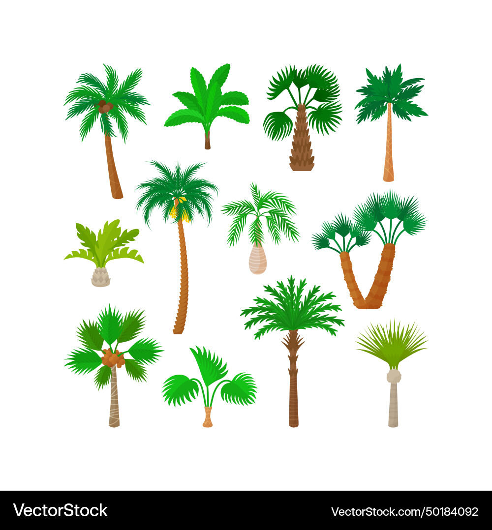 Cartoon palm trees isolated palms beach Cartoon palm trees isolated palms beach Vector Image