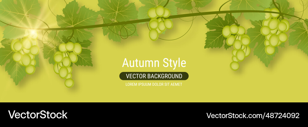 Grape branch Grape branch vector image
