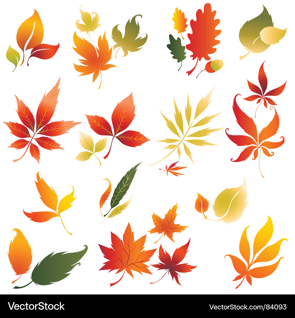 Autumn Leaf Collection vector image