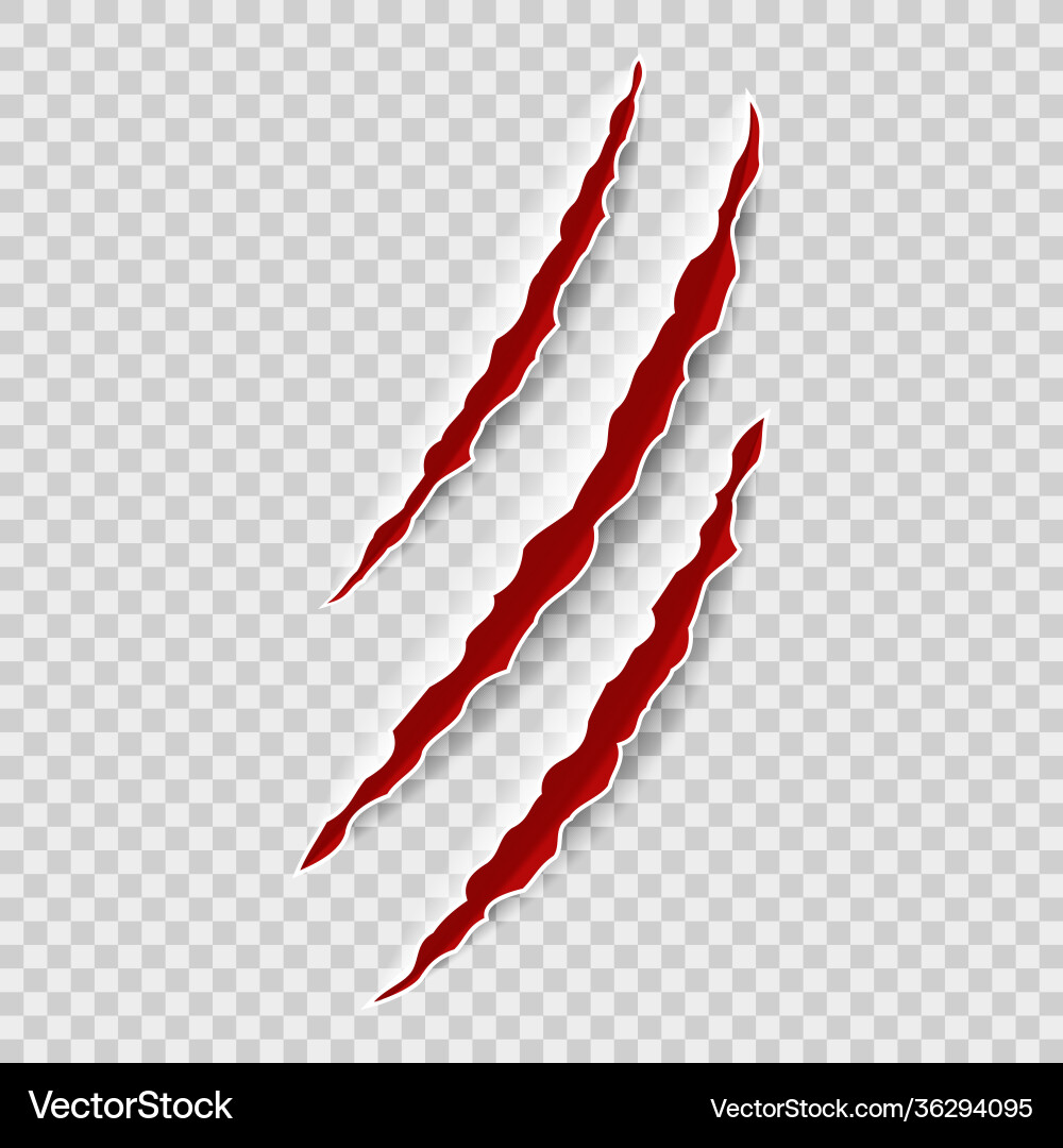 Animal claw tracks claws tiger or bear Animal claw tracks claws tiger or bear vector image
