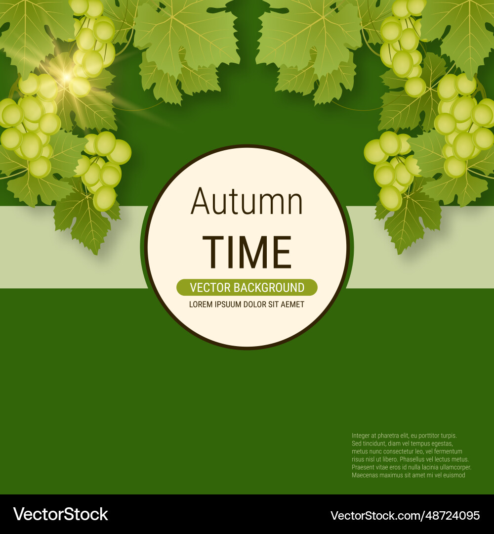 Grape branch Grape branch vector image