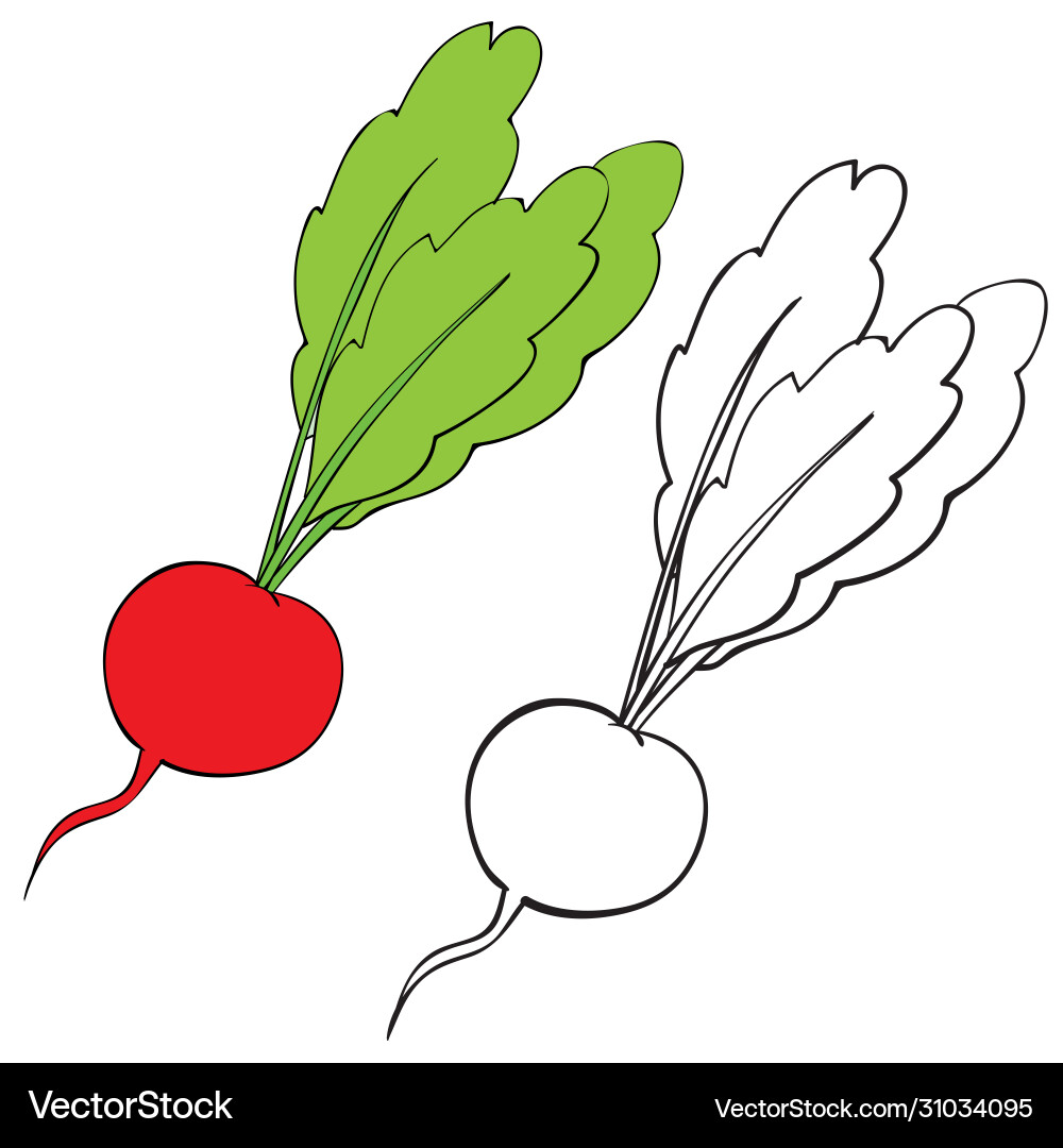 Radish in color and without contour Radish in color and without contour vector image