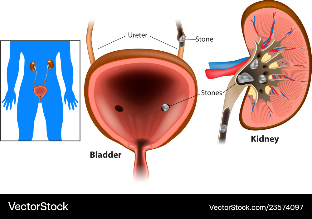 Kidneys bladder