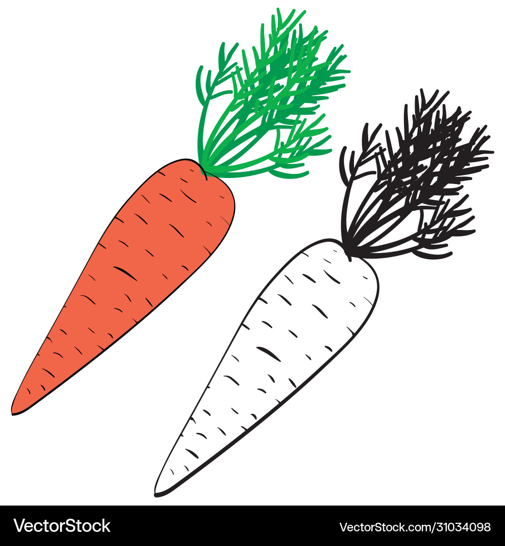 Carrots in color and without outline Carrots in color and without outline vector image