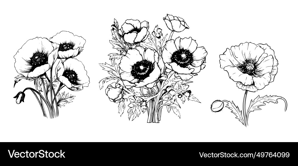Set of flowers poppy isolated on white background Set of flowers poppy isolated on white background vector image