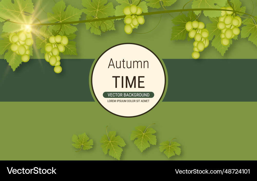 Grape branch Vector Image