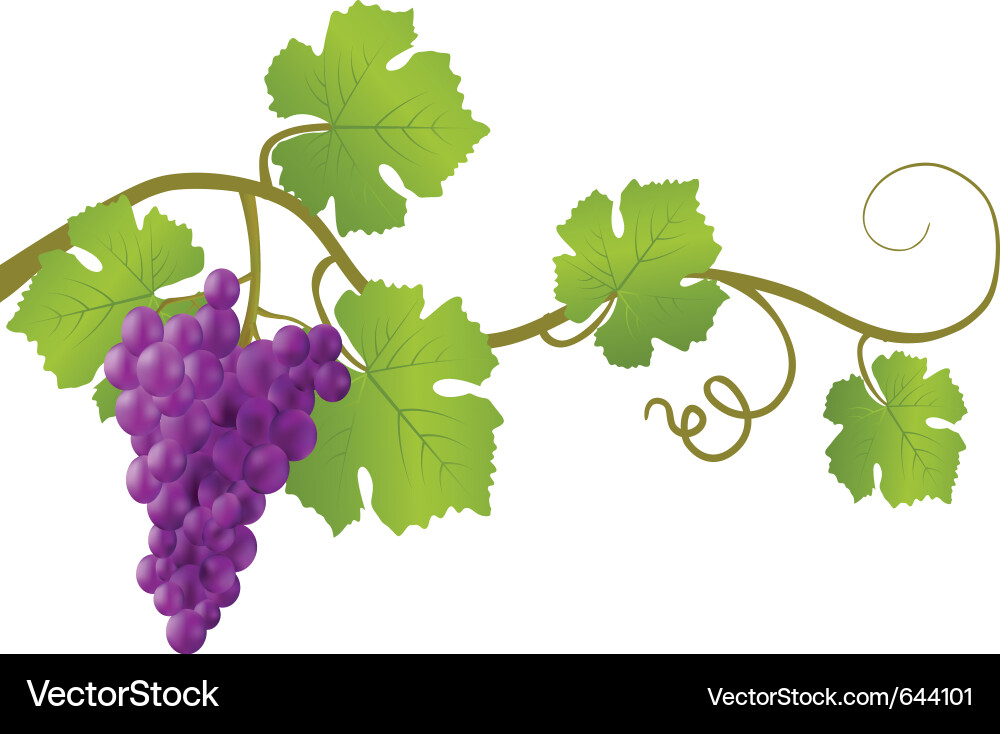 Red Grapevine Branch Vector Image