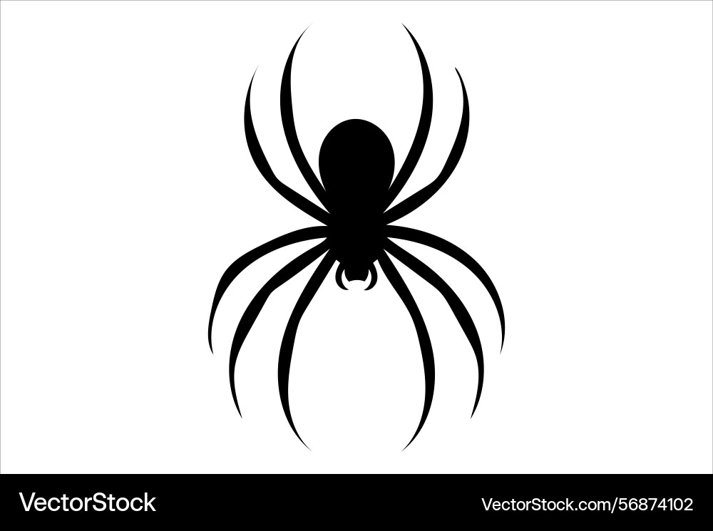 Exploring arachnids understanding spiders Vector Image