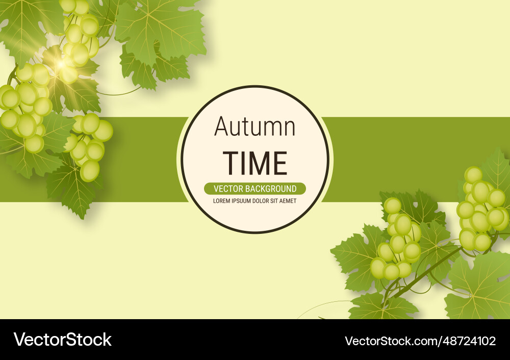 Grape branch Grape branch vector image