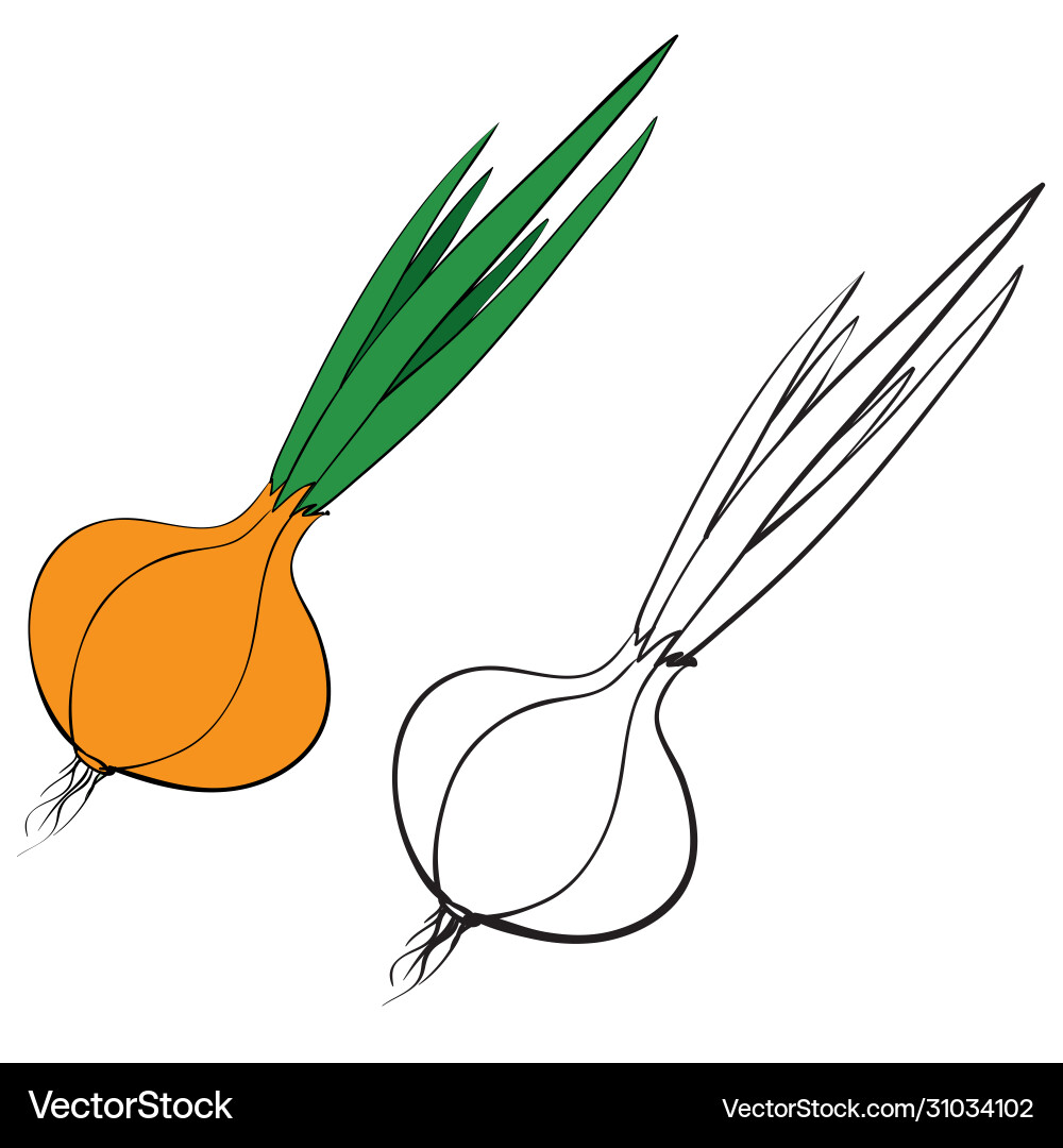 Onion head in color and without Onion head in color and without vector image