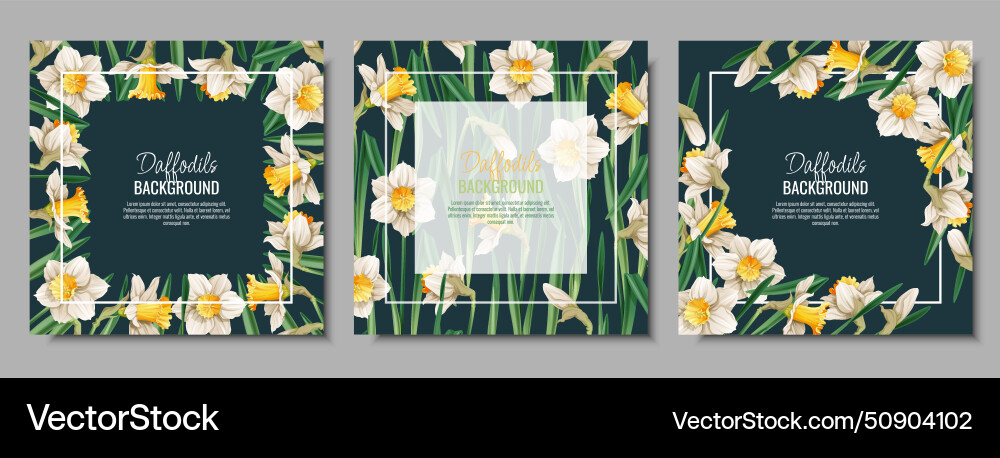 Set of spring background with daffodils postcard Vector Image