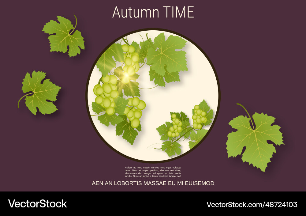 Grape branch Vector Image