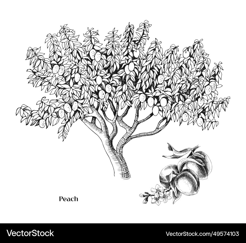 Ripe Peach Tree Branch vector image