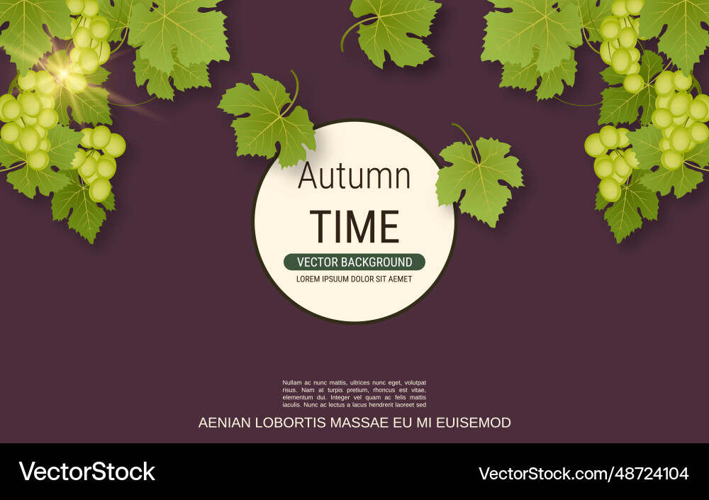 Grape branch Grape branch vector image