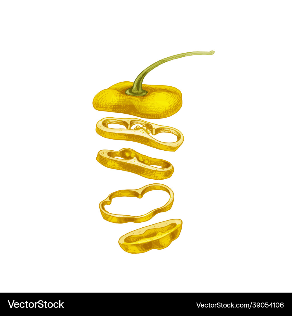 Fliegende Stücke von süßem rotem Paprika Fliegende Stücke von süßem rotem Paprika vektorbild