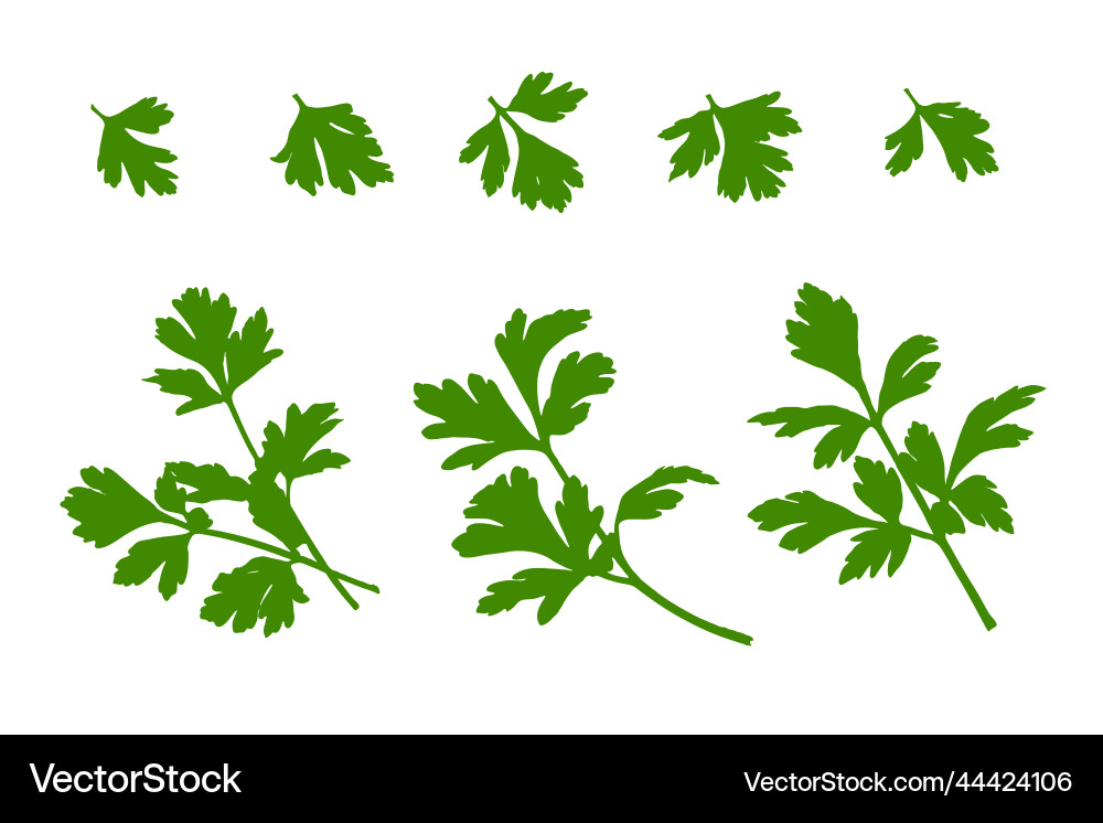 Parsley leaves isolated Vector Image