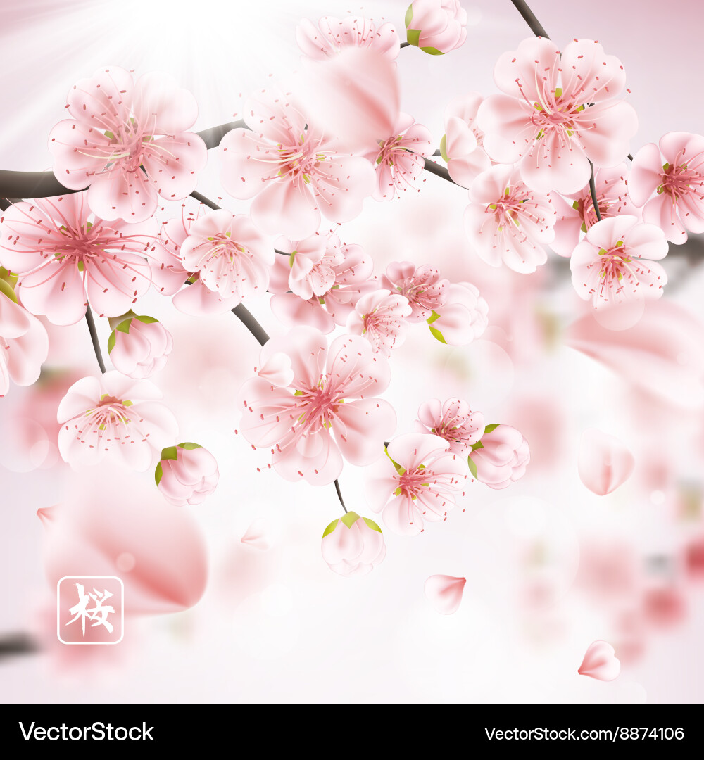 Pink Sakura Blossoms Bokeh vector image