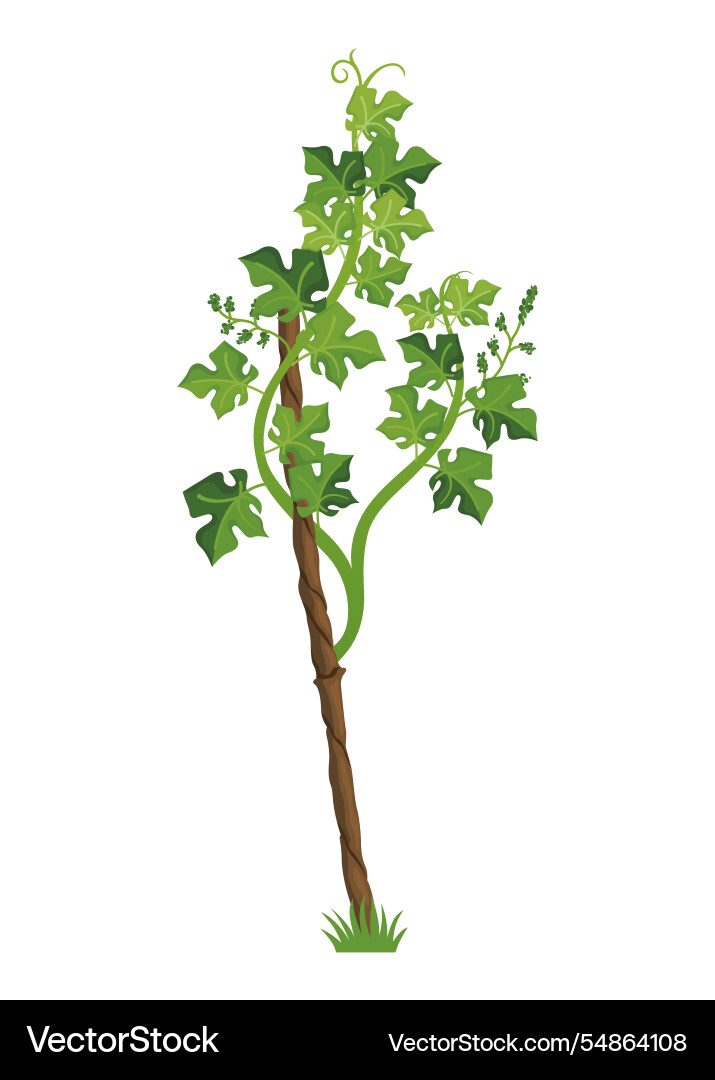 Growing grapevine bearing plants and vines Growing grapevine bearing plants and vines Vector Image