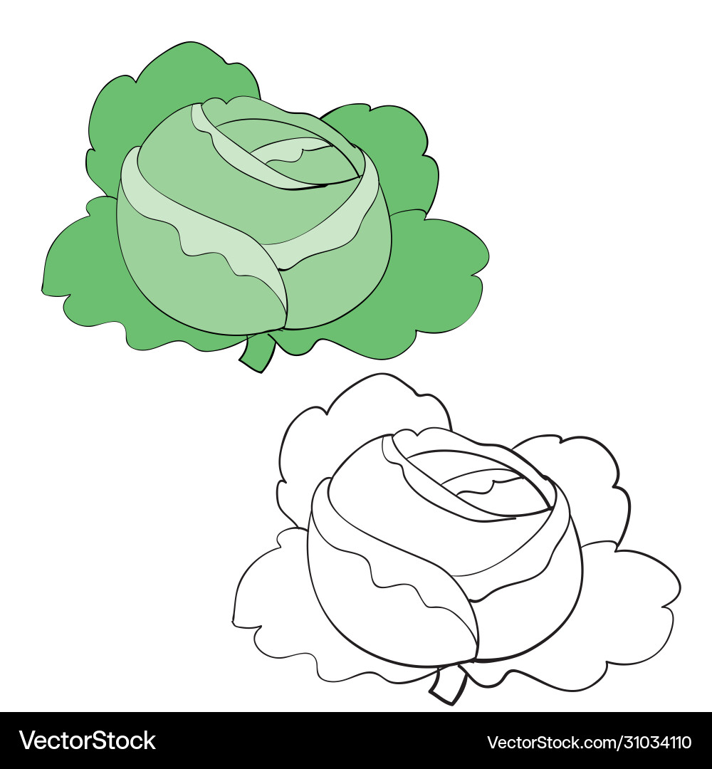 Cabbage in color and without outline Cabbage in color and without outline vector image